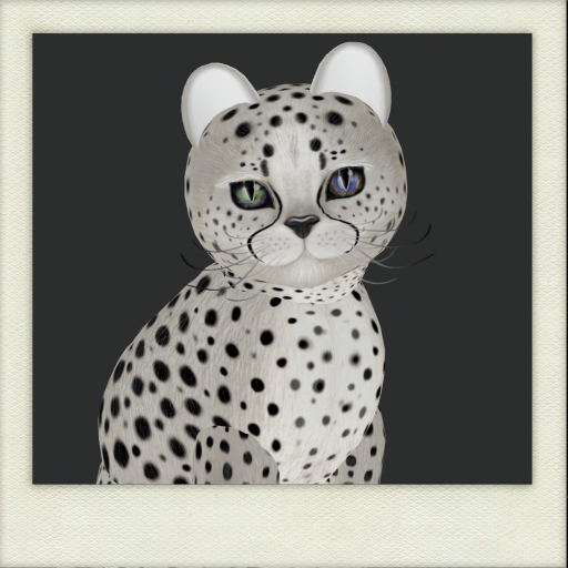 Kittycats! Cheetah! - Maltese Black Chinchilla
